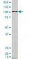 ARHGEF1 Antibody (monoclonal) (M03)