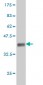 ARHGEF11 Antibody (monoclonal) (M02)