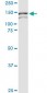 ARHGEF11 Antibody (monoclonal) (M02)