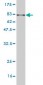 ARHGEF5 Antibody (monoclonal) (M01)