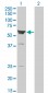 ARHGEF5 Antibody (monoclonal) (M01)