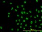 ARID1B Antibody (monoclonal) (M01)