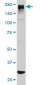 ARID1B Antibody (monoclonal) (M01)