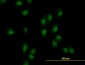 ARID1B Antibody (monoclonal) (M02)