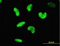 ARID3A Antibody (monoclonal) (M01)