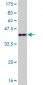 ARID3A Antibody (monoclonal) (M01)