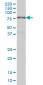 ARID3A Antibody (monoclonal) (M01)