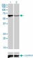 ARID3A Antibody (monoclonal) (M01)