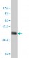 ARMCX1 Antibody (monoclonal) (M01)