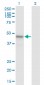 ARMCX1 Antibody (monoclonal) (M01)