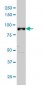 ARNT Antibody (monoclonal) (M01)