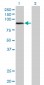 ARNT Antibody (monoclonal) (M01)