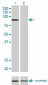 ARNT Antibody (monoclonal) (M01)