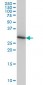 ARPC2 Antibody (monoclonal) (M01)