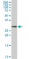 ARPC2 Antibody (monoclonal) (M01)