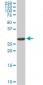 ARPC2 Antibody (monoclonal) (M01)