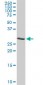 ARPC2 Antibody (monoclonal) (M01)