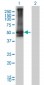 ARRB2 Antibody (monoclonal) (M01)