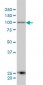 ARTS-1 Antibody (monoclonal) (M01)