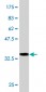 ASAHL Antibody (monoclonal) (M01)