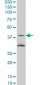 ASAHL Antibody (monoclonal) (M01)