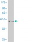 ASF1B Antibody (monoclonal) (M01)