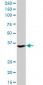 ASGR2 Antibody (monoclonal) (M05)