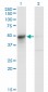 ASL Antibody (monoclonal) (M01)