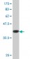 ASNA1 Antibody (monoclonal) (M02)
