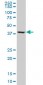 ASNA1 Antibody (monoclonal) (M02)