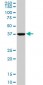 ASNA1 Antibody (monoclonal) (M02)