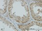 ASNA1 Antibody (monoclonal) (M03)