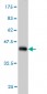 ASNA1 Antibody (monoclonal) (M03)