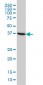 ASNA1 Antibody (monoclonal) (M03)