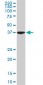 ASNA1 Antibody (monoclonal) (M03)