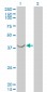 ASNA1 Antibody (monoclonal) (M03)