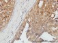 ASPSCR1 Antibody (monoclonal) (M01)