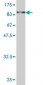 ASPSCR1 Antibody (monoclonal) (M01)