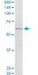 ASPSCR1 Antibody (monoclonal) (M01)