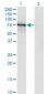 ASPSCR1 Antibody (monoclonal) (M01)