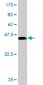 ATF3 Antibody (monoclonal) (M01)
