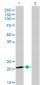 ATF3 Antibody (monoclonal) (M01)