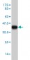 ATF3 Antibody (monoclonal) (M04)