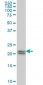 ATF3 Antibody (monoclonal) (M04)