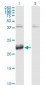 ATF3 Antibody (monoclonal) (M04)