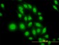 ATF4 Antibody (monoclonal) (M01)