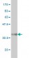 ATF4 Antibody (monoclonal) (M01)