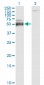 ATF4 Antibody (monoclonal) (M01)