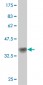 ATP2A1 Antibody (monoclonal) (M01)