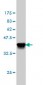 ATP2A3 Antibody (monoclonal) (M01)